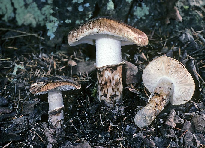 Tricholoma dulciolens